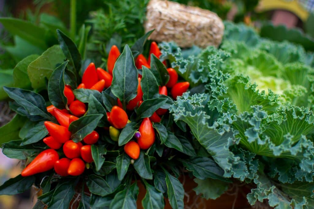 Plant-based meal delivery for vegetarians