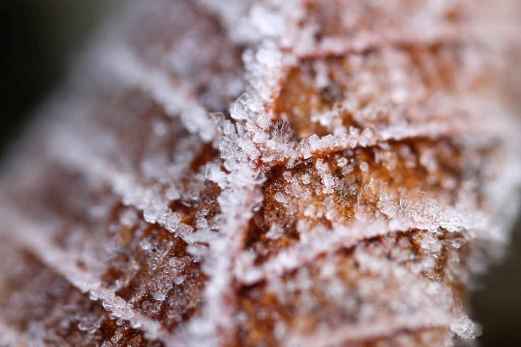 8 Winter Superfoods to Boost Your Immunity